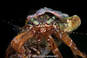 Hermit crab_June 2026
(CanonRF100,1/200,f10,iso1009 by Antonio Venturelli 